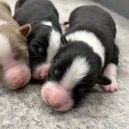 Australian Shepherd Puppies from Cedarville Aussies