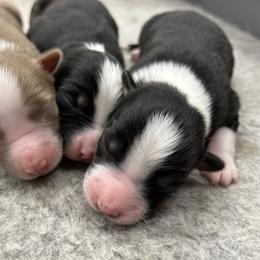 Australian Shepherd Puppies from Cedarville Aussies