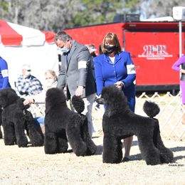 Poodle Puppies from D and D Standard Poodles