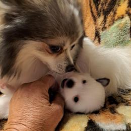 FANCY 1 - White female Pomeranian puppy in Lore City, Ohio from Tonia's Pomeranians