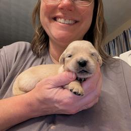 Yellow - Golden female Golden Retriever puppy in Madison, Ohio from Heckmans English Cream Golden Retrievers