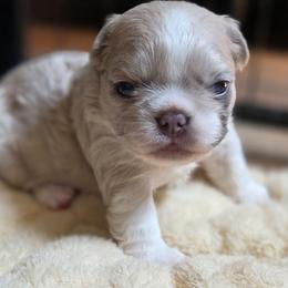 Sadie - White and fawn female French Bulldog puppy in Miami, Oklahoma from Destiny Jones