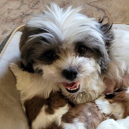Bella - Shichon