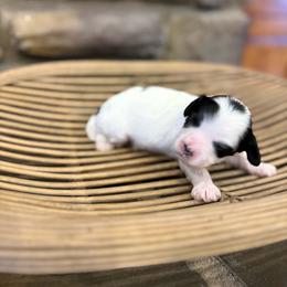Boy 3 - Parti male Assorted Doodle Crosses puppy in Lyman, Wyoming from Backcountry Doodles