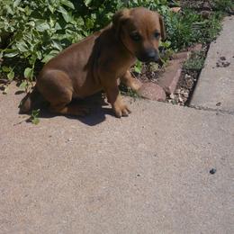 Max - Rd whtn blk nose male Rhodesian Ridgeback puppy in Carney, Oklahoma from River Run Parson Russell terriers & River Run Ridgebacks