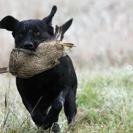 Labrador Retrievers from Hunter's Rose Kennel