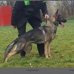 Nais - German Shepherd