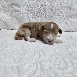 Meadow - Red  female Goldendoodle puppy in Floyd, Virginia from Hearts and Paws Poodles and Doodles
