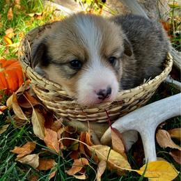Copper - Sable male Pembroke Welsh Corgi puppy in Saratoga, Wyoming from Maria's Pembroke Welsh Corgis