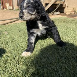 Anatolian Shepherd Dog, Aussiedoodle, and Scottish Terrier Puppies from Lee Valley Scotties