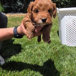 S'more - Parti female Goldendoodle puppy in Layton, Utah from Lauralyn's Goldendoodles