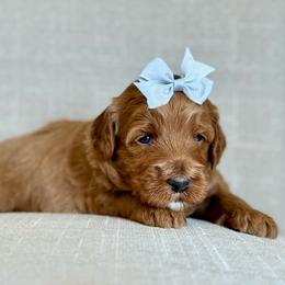 Gray - Red  female Goldendoodle puppy in Hesperia, Michigan from Red Acres Poodles & Doodles