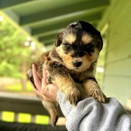 Volchok - Wolf sable male Pomsky puppy in Campton Hills, Washington from Urban Miracle’s
