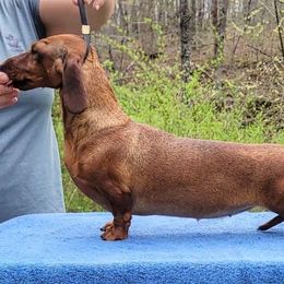 Jeannie - Dachshund