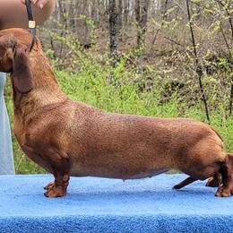 Jeannie - Dachshund