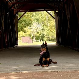 Cane Corso, Doberman Pinschers, and Rottweilers from Lazy A Ranch & Kennels