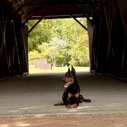 Cane Corso, Doberman Pinschers, and Rottweilers from Lazy A Ranch & Kennels