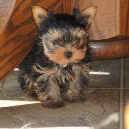 Mikey - Black and tan male Yorkshire Terrier puppy in Pleasant City, Ohio from Country Yorkies