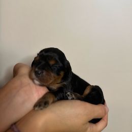 Maple - Black and tan female Cavalier King Charles Spaniel puppy in Gonzales, Texas from Veach Cavaliers & Farm