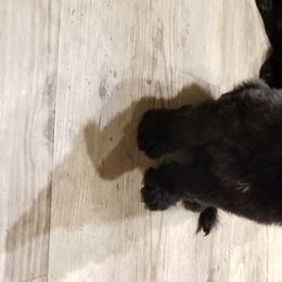 Briard Puppies from Sendero Briards