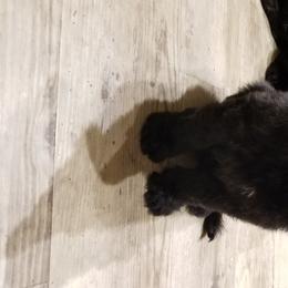 Briard Puppies from Sendero Briards