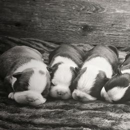 Boston Terriers from Honey's Boston Terriers