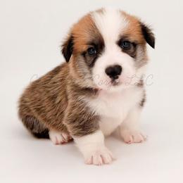 Flame - Red female Pembroke Welsh Corgi puppy in Kiowa, Colorado from Cool Water Corgis LLC