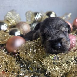 Boy 2 - Salt and pepper male Miniature Schnauzer puppy in Titusville, Florida from Alysha's Grandbabies
