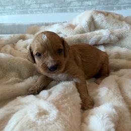 Todd - Apricot male Cavapoo puppy in Payson, Utah from Country Sky Doodles