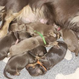 Hatch - Chocolate and tan male Dachshund puppy in Anaconda, Montana from Williams Family Dachshunds