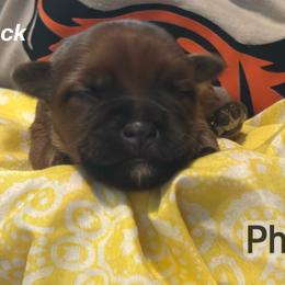 Jack - Wheaten male Soft Coated Wheaten Terrier puppy in Gladewater, Texas from Felicias Swheaties