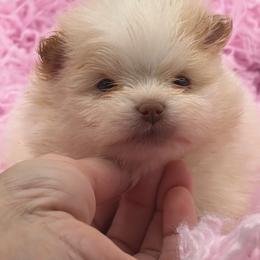 Coconut - Cream parti female Pomeranian puppy in Franklin, North Carolina from A&J Cutie Pawtooties