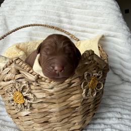 Ken - Yellow male Labrador Retriever puppy in Angola, Indiana from Reniers Labrador Retrievers