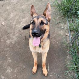Tyr - Black and tan male German Shepherd puppy in Hollis Center, Maine from Noble German Shepherds of Maine