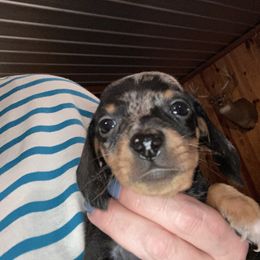 Revel - Dapple male Dachshund puppy in Nashville, Georgia from Riverside Dachshund