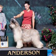 Panda - Briard