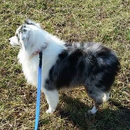 Miniature Australian Shepherds and Siberian Huskies from MightyTiny Kennel