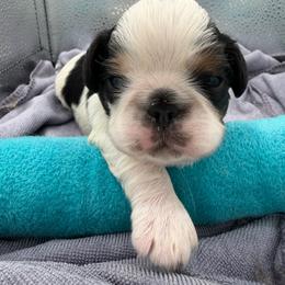 Rabbit - Black white and tan male English Toy Spaniel puppy in Pennsylvania from Enchanting Charlies