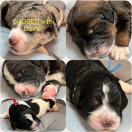 Bernedoodle, Cockapoo, and Goldendoodle Puppies from Avery Doodle Day LLC