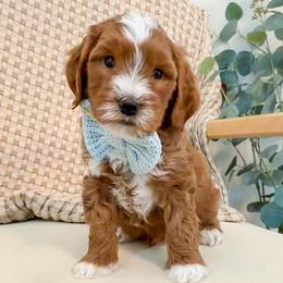 Green collar boy - Red  male Goldendoodle puppy in Newcastle, Oklahoma from Ritzy Creek Doodles