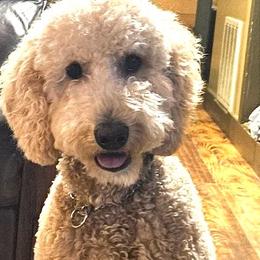 Bentley Jane - Goldendoodle