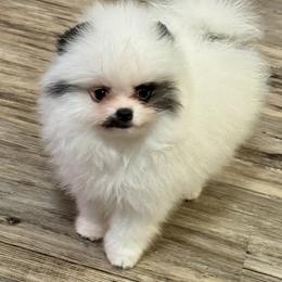 Little panda bear - Tri-colored male Pomeranian puppy in Bourbonnais, Illinois from T & D Poms