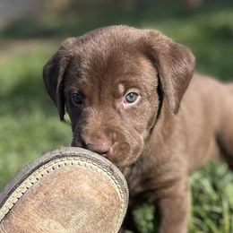 Boy 6 - male Labrador Retriever puppy in Winnemucca, Nevada from Oakley's Mountain View Kennel