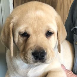 Labrador Retriever Puppies from Hill Side Farms