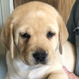 Labrador Retriever Puppies from Hill Side Farms