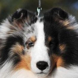Shetland Sheepdogs from Sunaire Shelties