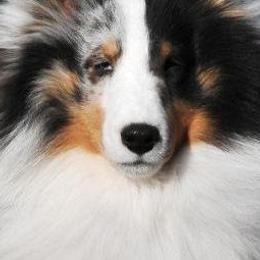 Shetland Sheepdogs from Sunaire Shelties