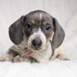 CKC Henry - Gray (blue) male Dachshund puppy in Christiansburg, Virginia from Little Legs Luxury Dachshunds