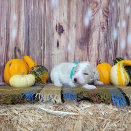 Ginger - Parti female Goldendoodle puppy in Grabill, Indiana from Rose's Doodles