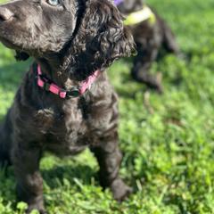 Boykin Spaniel Puppies from Drakes Creek Boykins LLC
